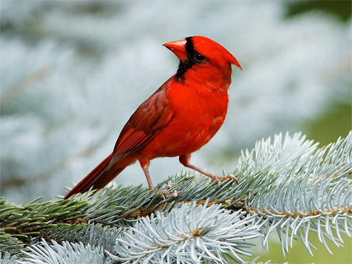 Birds Jigsaw Puzzle Game
